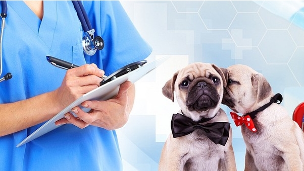 1 1 - Development Status And Trends Of China’s Pet Medical Industry